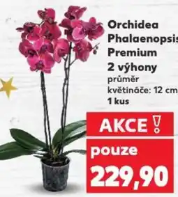 Kaufland Orchidea Phalaenopsis Premium 2 výhony nabídka