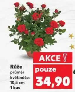 Kaufland Růže průměr květináče nabídka