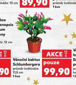Kaufland Vánoční kaktus nabídka