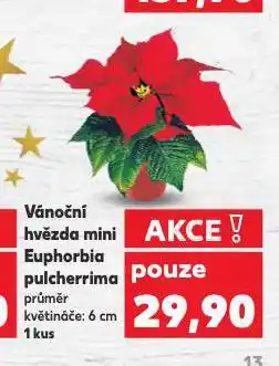 Kaufland Vánoční hvězda mini nabídka