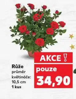 Kaufland Růže nabídka