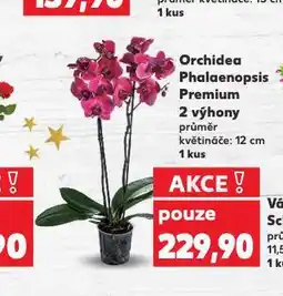 Kaufland Orchidea phalaenopsis nabídka