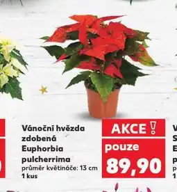 Kaufland Vánoční hvězda nabídka