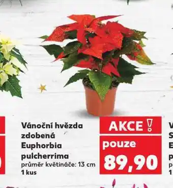 Kaufland Vánoční hvězda nabídka