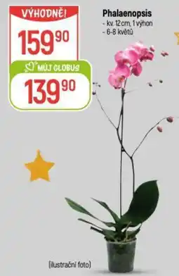 Globus Phalaenopsis nabídka