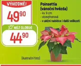 Globus Poinsettia (vánoční hvězda) nabídka