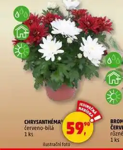 Penny Market CHRYSANTHÉMA, 1 ks nabídka