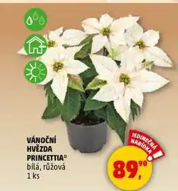 Penny Market VÁNOČNÍ HVĚZDA PRINCETTIA, 1 ks nabídka