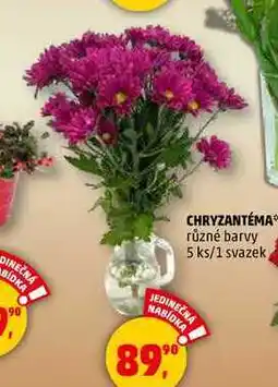 Penny Market CHRYZANTÉMA, 5 ks/1 svazek nabídka