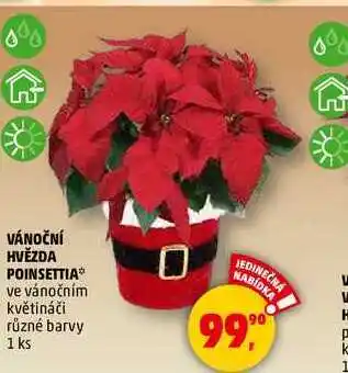 Penny Market VÁNOČNÍ HVĚZDA POINSETTIA, 1 ks nabídka