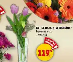 Penny Market KYTICE HYACINTA TULIPÁNY, 1 svazek nabídka