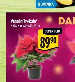 Albert Vánoční hvězda pr. květináče 12 cm nabídka