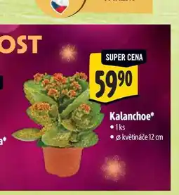 Albert Kalanchoe, pr. květináče 12 cm nabídka