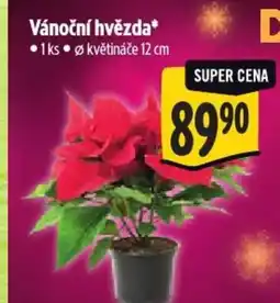 Albert Vánoční hvězda nabídka