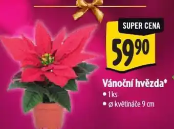 Albert Vánoční hvězda nabídka