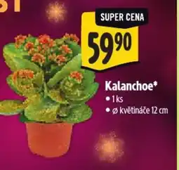 Albert Kalanchoe nabídka