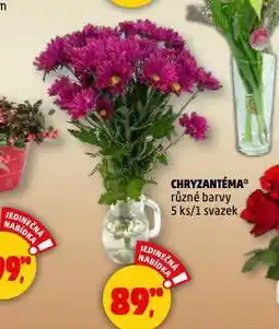 Penny Market Chryzantéma nabídka