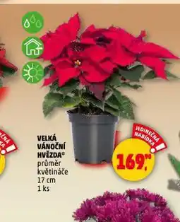 Penny Market Velká vánoční hvězda nabídka