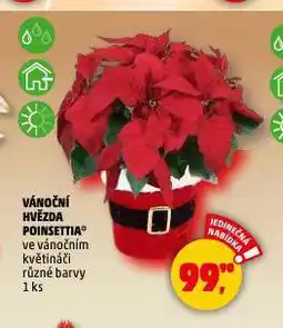 Penny Market Vánoční hvězda poinsettia nabídka