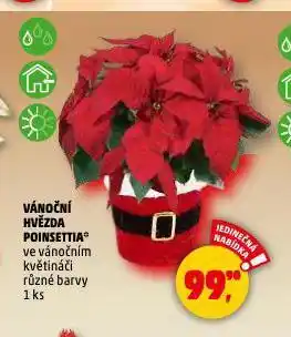 Penny Market Vánoční hvězda poinsettia nabídka