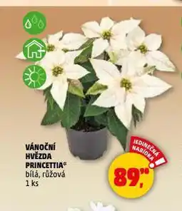 Penny Market Vánoční hvězda princettia nabídka