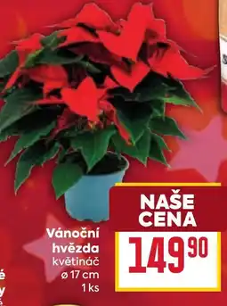 Billa Vánoční hvězda nabídka