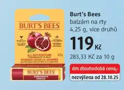 dm drogerie Burt's Bees balzám na rty nabídka