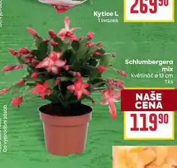 Billa Schlumbergera mix květináč o 13 cm 1ks nabídka