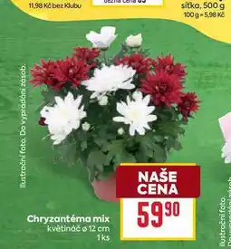 Billa Chryzantéma mix květináč ø 12 cm 1ks nabídka