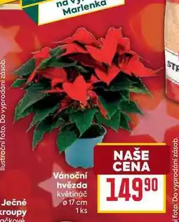 Billa Vánoční hvězda květináč Ø 17 cm nabídka