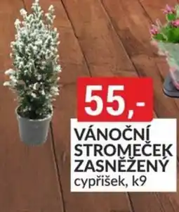 Baumax Vánoční stromeček zasněžený nabídka