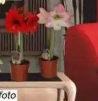 Baumax Amarylis nabídka