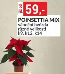 Baumax Poinsettia mix nabídka