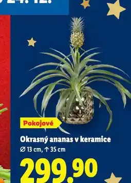 Lidl Okrasný ananas v keramice nabídka