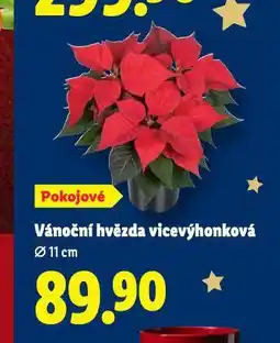 Lidl Vánoční hvězda nabídka