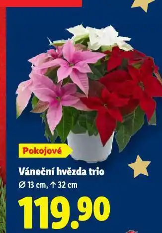 Lidl Vánoční hvězda trio nabídka