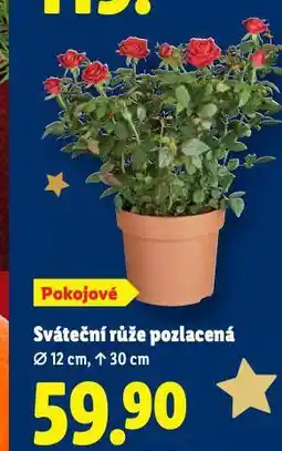 Lidl Sváteční růže pozlacená nabídka