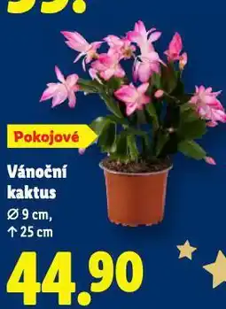 Lidl Vánoční kaktus nabídka
