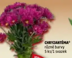 Penny Market Chryzantéma nabídka