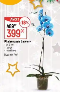 Globus Phalaenopsis barvený nabídka