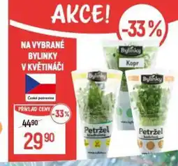 Globus Na vybrané bylinky v květináči nabídka