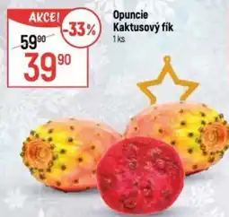 Globus Opuncie Kaktusový fík nabídka