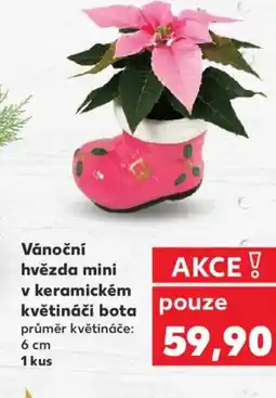 Kaufland Vánoční hvězda mini v keramickém květináči bota nabídka