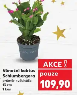 Kaufland Vánoční kaktus Schlumbergera nabídka