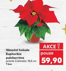 Kaufland Vánoční hvězda Euphorbia pulcherrima nabídka
