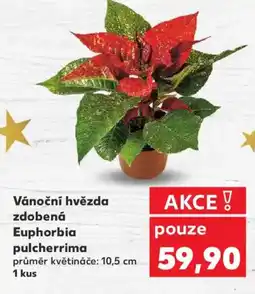 Kaufland Vánoční hvězda zdobená Euphorbia pulcherrima nabídka