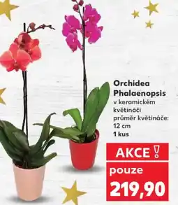 Kaufland Orchidea Phalaenopsis nabídka