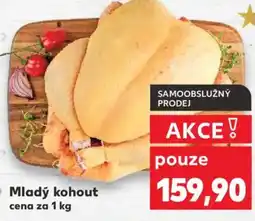 Kaufland Mladý kohout nabídka