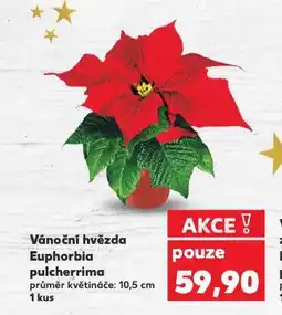 Kaufland Vánoční hvězda nabídka