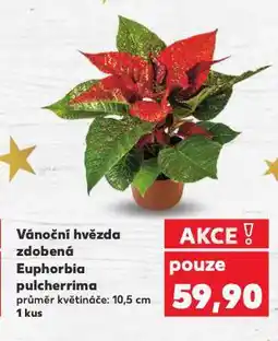 Kaufland Vánoční hvězda zdobená nabídka